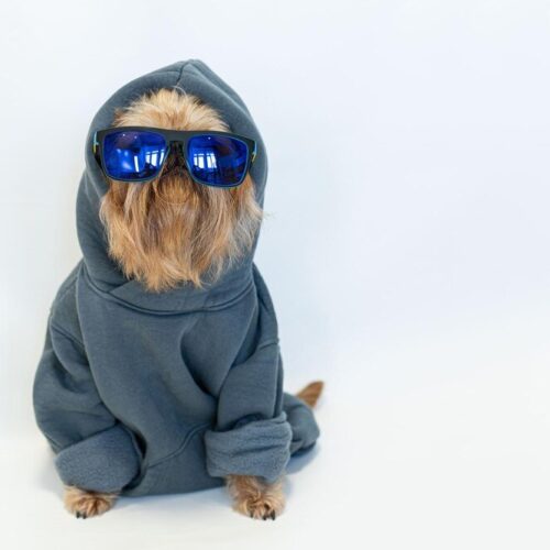 Ubranka dla psów: Jak wybrać najlepsze ubranko dla chihuahua i shih tzu