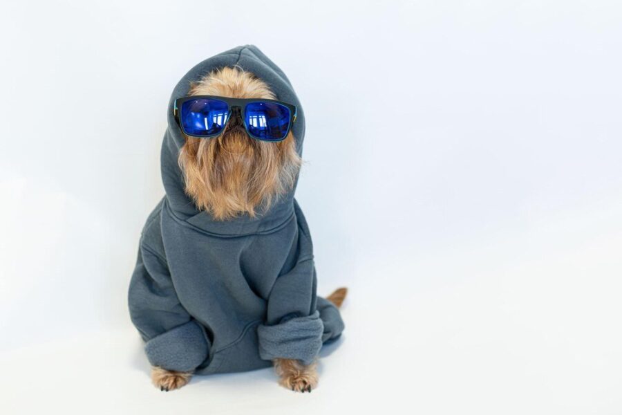Ubranka dla psów: Jak wybrać najlepsze ubranko dla chihuahua i shih tzu